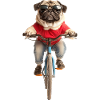 Mops