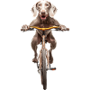 Weimaraner