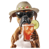 Boxer