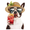 Boston Pitbull Terrier
