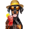 Dobermann Pitbull Pinscher