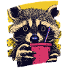 Raccoon