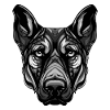 Doberman Dog Portrait
