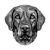 Labrador Dog Portrait