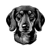 Teckel Chien Portrait Teckel