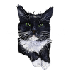 Tuxedo Cat Felix