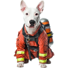 Bullterrier