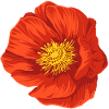 Flower red