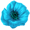 Blume blau