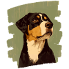 Entlebuch Mountain Dog