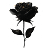Schwarze Rose