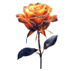 Orange Rose