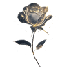 Weiße Rose