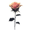 Rosa Rose