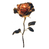 Rote Rose