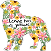 Bernese Mountain Dog love paws
