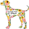 Weimaraner Hund Hund Ordsprog Hund Mor Paw