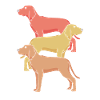 Redbone Coonhound