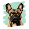 Bouledogue français Frenchie