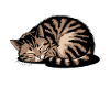Sarcasme Chaton Chat
