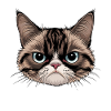Sarcasme Chaton Chat