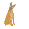 Belgian Malinois