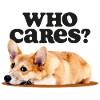 Corgi Apathy Club