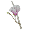 Pink Magnolia