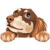 Dreaming peeking dachshund