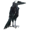 Raven Crow 1