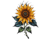 Detailed Sunflower Bloom