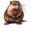 Muskrats Muskrat