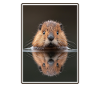 Muskrats Muskrat