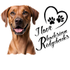 I love Rhodesian Ridgebacks