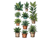 Potted Plant Collection