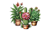 Desert Garden Trio