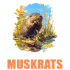 Muskrats Muskrat