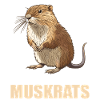 Muskrats Muskrat