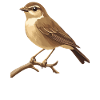 Nightingales Nightingale