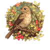 Nightingales Nightingale