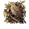 Nightingales Nightingale