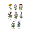 Botanical Herb & Flower Collection