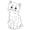 chaton timide