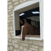 Bay horse