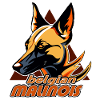 Belgian Maliniois
