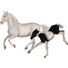 Playful mare and foal