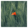 Ein Hauch von Farbe