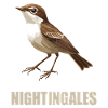 Nightingales Nightingale