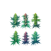 Cannabis Six Pack