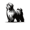 Havanese – Small Dog, Big Heart
